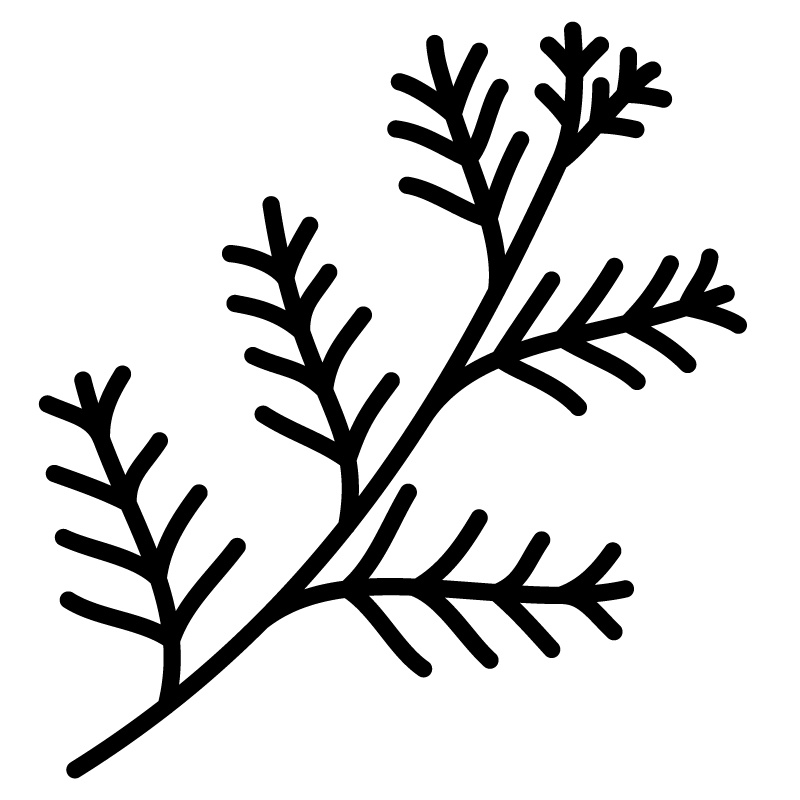 Cedarwood