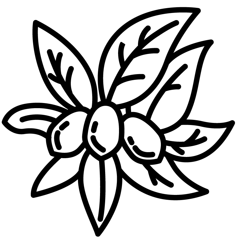 Jojoba
