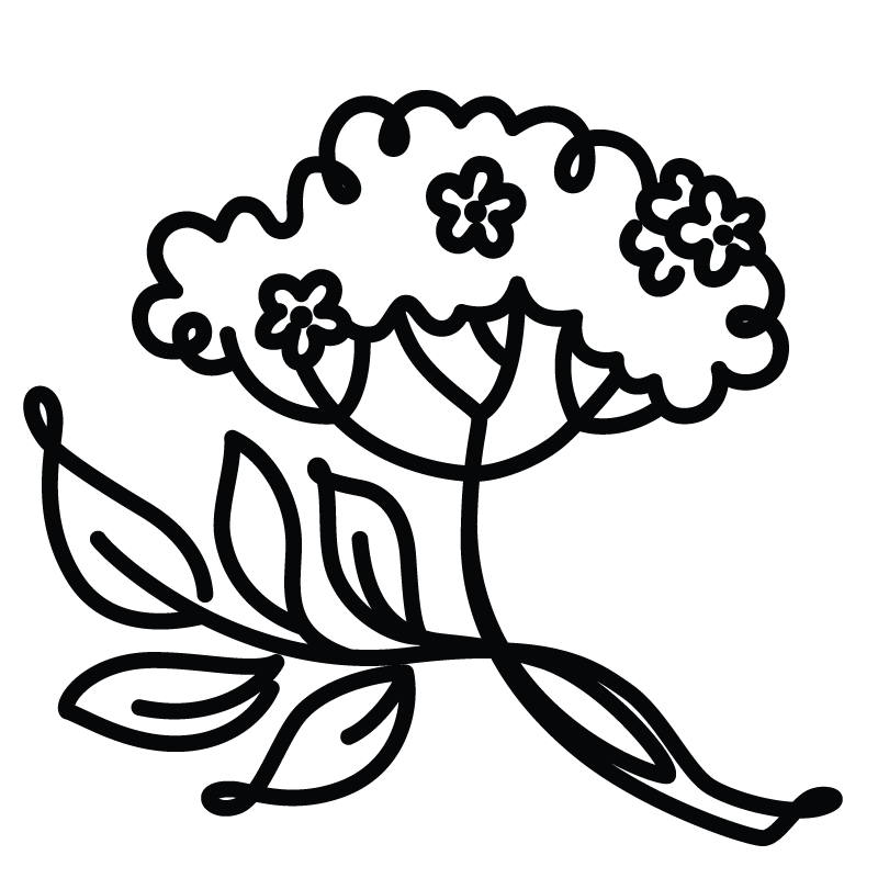 Elderflower